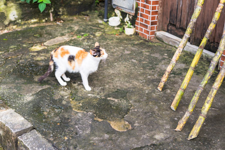 A cute and adorable cat on the ground watching the movement in the street. Animal protection and adoption conceptの写真素材