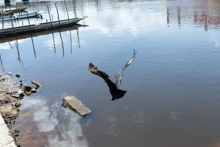 A vulture flying over the waters of a river in search of food. preserved environmentの写真素材