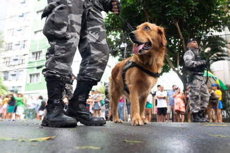 Salvador, Bahia, Brazil - September 07, 2022: Military police dogs are seen during the Brazilian independence military parade in the city of Salvador.のeditorial素材