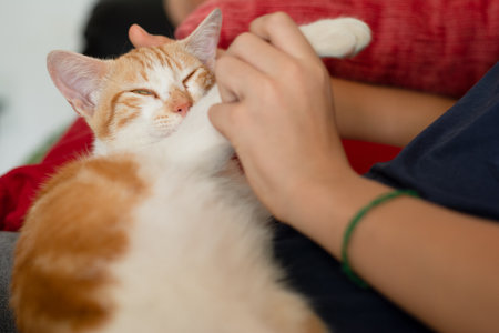 Beautiful tabby kitten enjoying the caresses of its human. Male hand stroking cat hand, close-up....