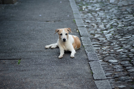 Portrait of a white and brown dog lying on the ground of a street looking ahead. Well cared for pet.