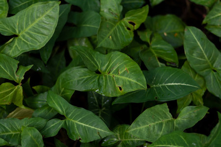 Frame full of fresh green leaves. Preservation of the environment and ecosystem. Salvador, Brazilの写真素材
