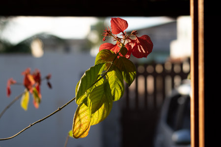Red flower with green leaves of a plant receiving late afternoon light through a window. Bahia...