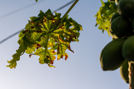 Green leaves of a plant against late afternoon sunlight. Bahia Brazilの写真素材