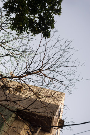 Part of a residential building with trees and branches around. Late afternoon. Salvador city, Brazil.の写真素材