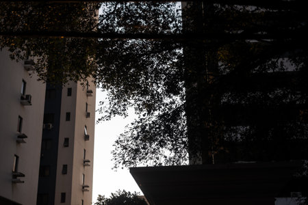 Buildings and trees in silhouette in the late afternoon. Dramatic yellow light. Salvador city, Brazil.の写真素材