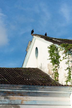 Two black vultures on top of the roof of an old church. Abandoned place. wildlife.の写真素材