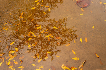 Yellow leaves floating in a puddle of water. Seasons. organized reflexの写真素材