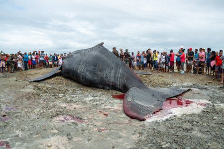 Salvador, Bahia, Brazil - August 30, 2019: Dozens of onlookers are seen watching a dead humpback whale calf on Coutos beach in the city of Salvador, Bahia.のeditorial素材