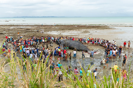 Salvador, Bahia, Brazil - August 30, 2019: People are seen watching a dead humpback whale calf on Coutos beach in the city of Salvador, Bahia.のeditorial素材