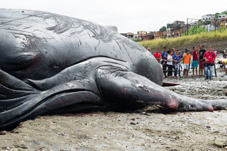 Salvador, Bahia, Brazil - August 30, 2019: A humpback whale calf is seen dead on Coutos beach in the city of Salvador, Bahia.のeditorial素材