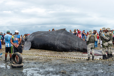 Salvador, Bahia, Brazil - August 30, 2019: Military police officers observe a dead humpback whale calf on Coutos beach in the city of Salvador, Bahia.のeditorial素材