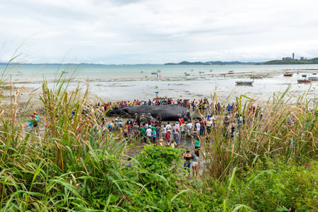 Salvador, Bahia, Brazil - August 30, 2019: People are seen watching a dead humpback whale calf on Coutos beach in the city of Salvador, Bahia.のeditorial素材