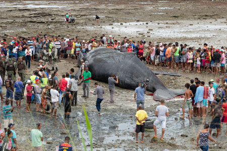 Salvador, Bahia, Brazil - August 30, 2019: People are seen watching a dead humpback whale calf on Coutos beach in the city of Salvador, Bahia.のeditorial素材