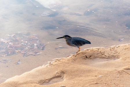 Bird punching on the beach rocks hunting fish. Preserved environment. Salvador, Brazilの写真素材