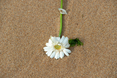 White gerbera, Bellis perennis, on the beach sand. Environment.の写真素材