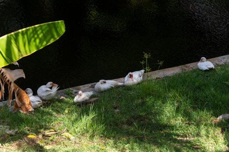 A family of ducks on the bank of a dark river on a winter day. wild natureの写真素材