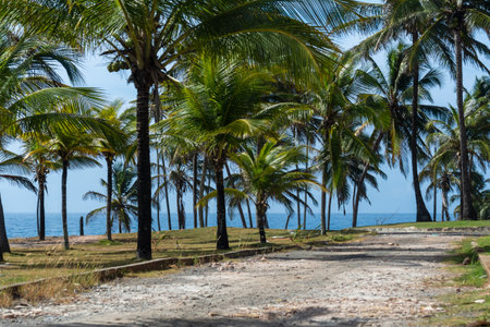 Several coconut trees against the sky and sea in the background. Preserved environment.