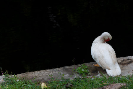 A duck on the bank of a dark river on a winter day. wild natureの写真素材