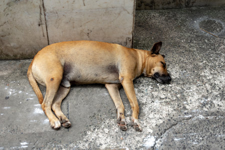 A light brown stray dog sleeping peacefully on the floor. Animal life.の写真素材