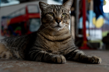 A dark brown cat, sitting, looking to the side. Wild animals.の写真素材
