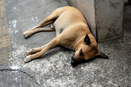 A light brown stray dog sleeping peacefully on the floor. Animal life.の写真素材