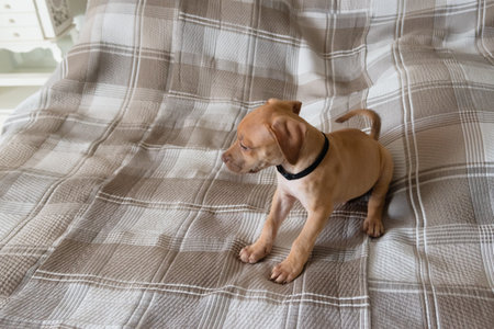 Pitbull dog, puppy, playing happily on a bed. Cute domestic animal.の写真素材