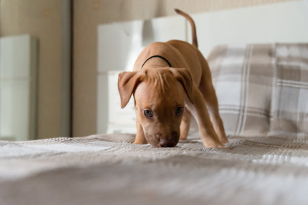 Pitbull dog, puppy, sniffing the cloth of a bed. Pet naughty and curious. Cute domestic animal.の写真素材