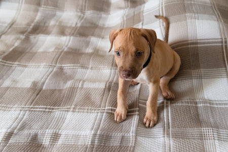 Pitbull dog, puppy, playing happily on a bed. Cute domestic animal.の写真素材