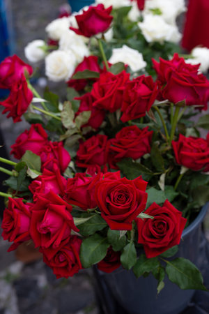 Red and white roses in a plastic vase on the floor. Concept of love, romance.の写真素材