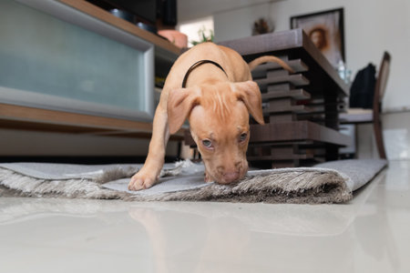 Pitbull dog, puppy, playing on the living room rug. Pet naughty and curious. Cute domestic animal.の写真素材