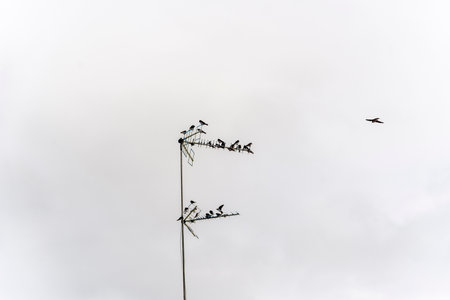 Swallow birds sitting on a TV antenna. Wild animals.の写真素材
