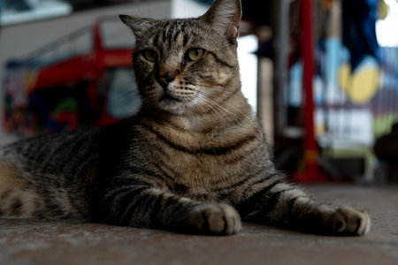 A dark brown cat, sitting, looking to the side. Wild animals.の写真素材
