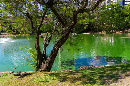 View of a green lagoon surrounded by trees and plants. Preserved environment.の写真素材
