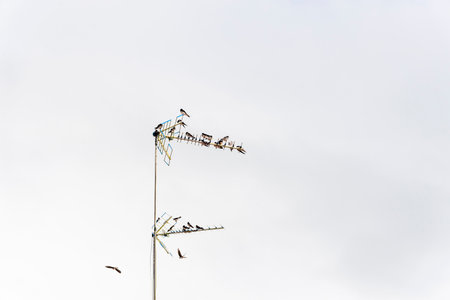 Swallow birds sitting on a TV antenna. Wild animals.の写真素材