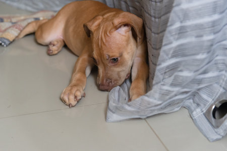 A pitbull dog playing with a cloth indoors. Caramel-colored baby pet.の写真素材