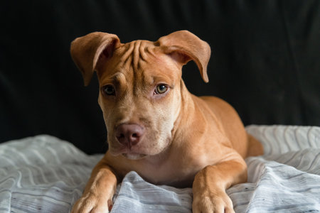 Pitbull dog sitting on a sofa looking at the camera. Caramel-colored baby pet.の写真素材