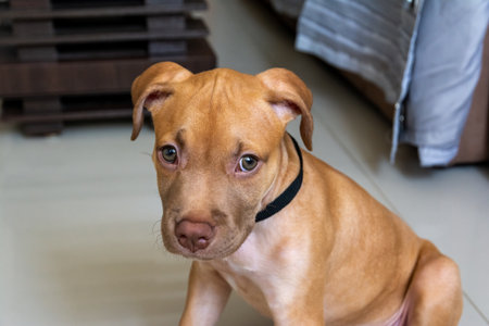 A pitbull dog looking at the camera. Caramel-colored baby pet.の写真素材