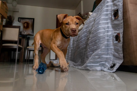 A pitbull dog looking at the camera. Caramel-colored baby pet.の写真素材