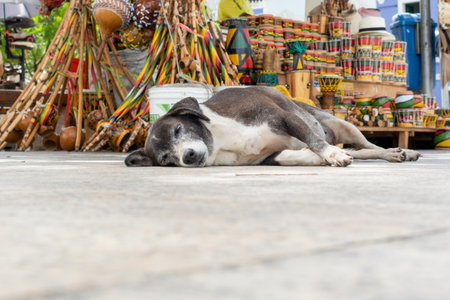 Salvador, Bahia, Brazil - March 07, 2015: A stray dog lying on the ground in Praca da Se in the historic center of the city of Salvador, Bahia.のeditorial素材