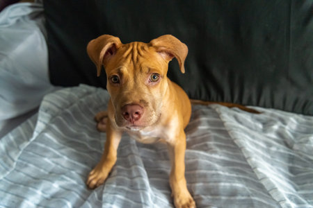 Pitbull dog sitting on a sofa looking at the camera. Caramel-colored baby pet.の写真素材