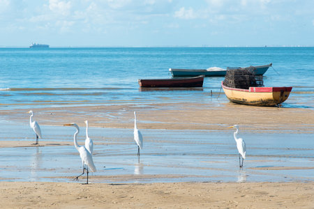 Several white herons on the edge of a beach. Sea bird looking for food.の写真素材
