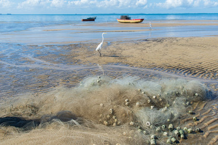 Herons on the edge of a beach. Blue sky with several white clouds. Seabird. Wild animals.の写真素材