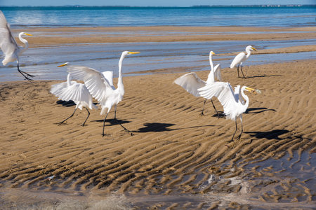 Several white herons on the edge of a beach. Sea bird looking for food.の写真素材