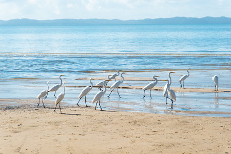 Several white herons on the edge of a beach. Sea bird looking for food.の写真素材
