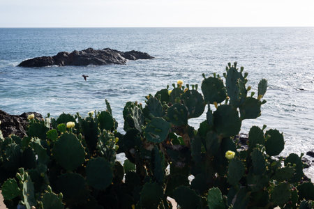 Prickly pear cactus against sea rocks and blue sky. Preserved nature.の写真素材