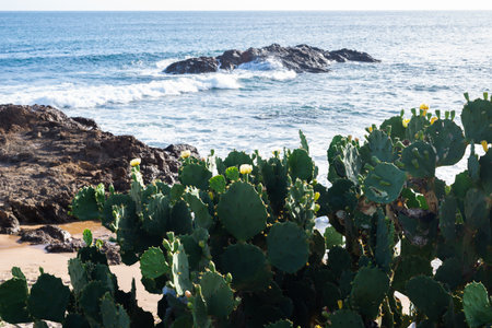 Green prickly pear tree against sea rocks and blue sky. Preserved nature.の写真素材