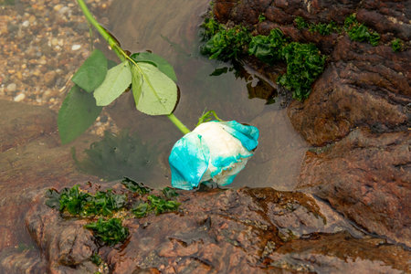 A blue and white flower floating in the water on the beach. Romanticismの写真素材