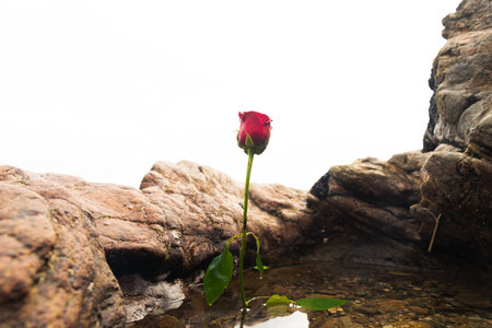 A red rose in the beach water. Romantic scene. cloudy day.の写真素材