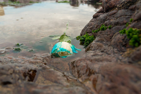 A blue and white flower floating in the water on the beach. Romanticismの写真素材
